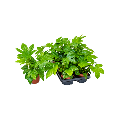 Растение горшечное Фатсия/Fatsia japonica 6/tray