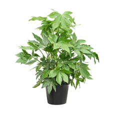 Fatsia japonica