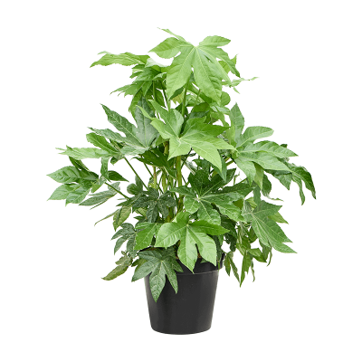 Растение горшечное Фатсия/Fatsia japonica