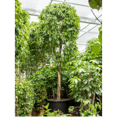 Ficus binnendijkii 'Amstel King'