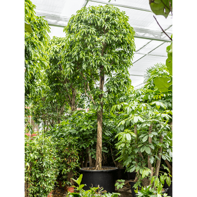 Растение горшечное Фикус/Ficus binnendijkii 'Amstel King'