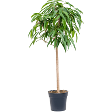Ficus binnendijkii 'Amstel King'