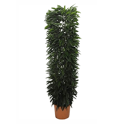 Растение горшечное Фикус/Ficus amstel king