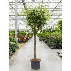 Ficus benjamina 'Exotica'