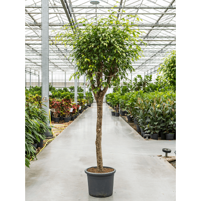 Растение горшечное Фикус/Ficus benjamina 'Exotica'