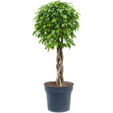 Ficus benjamina 'Columnar'