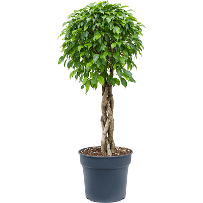 Растение горшечное Фикус/Ficus benjamina columnar