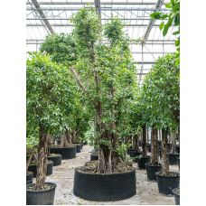 Ficus concinna