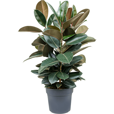 Растение горшечное Фикус/Ficus elastica 'Abidjan'