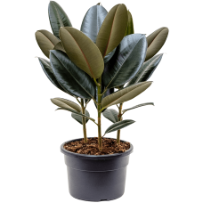 Ficus elastica 'Abidjan'