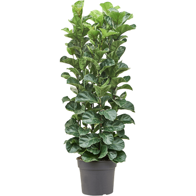 Растение горшечное Фикус/Ficus lyrata 'Bambino'
