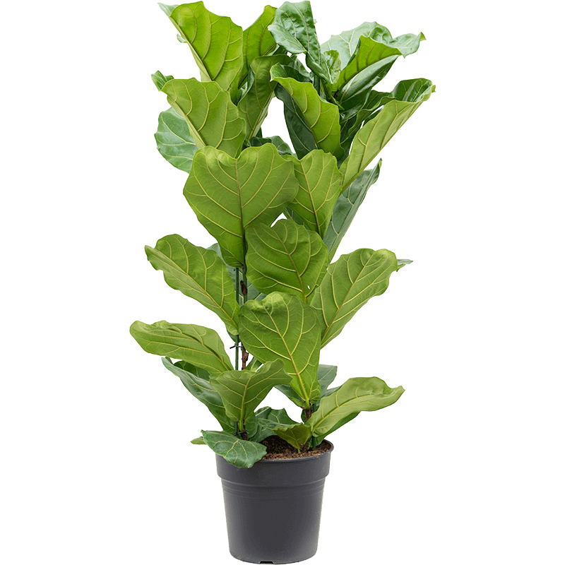 Fiddle Leaf Fig растение