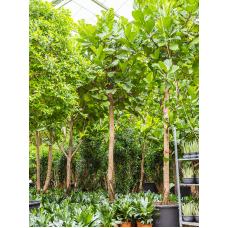 Ficus lyrata