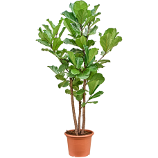 Ficus lyrata