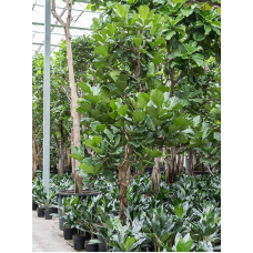 Ficus lyrata