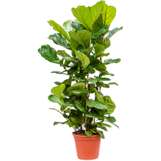 Ficus lyrata