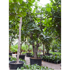 Ficus lyrata