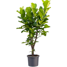 Ficus lyrata