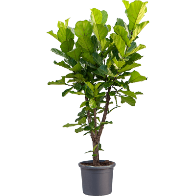 Растение горшечное Фикус/Ficus lyrata