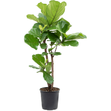 Ficus lyrata