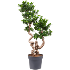 Ficus microcarpa 'Compacta'