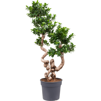 Растение горшечное Фикус/Ficus microcarpa compacta