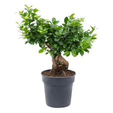 Ficus micr. ginseng