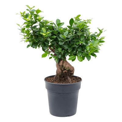 Растение горшечное Фикус/Ficus micr. ginseng