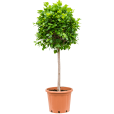 Ficus microcarpa 'Moclame'