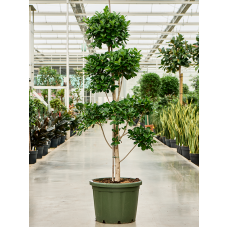 Ficus microcarpa 'Moclame'