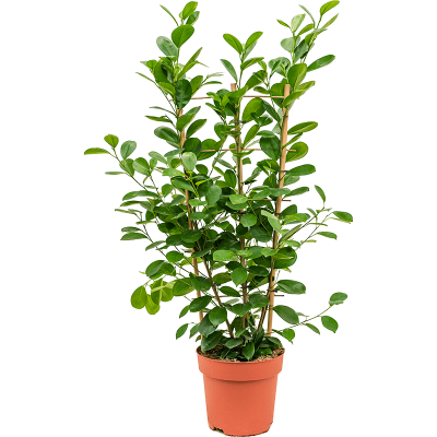 Растение горшечное Фикус/Ficus microcarpa 'Moclame'