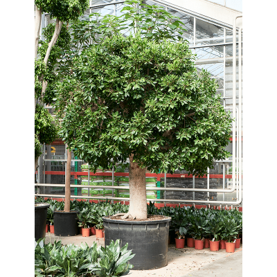 Растение горшечное Фикус/Ficus microcarpa 'Nitida'