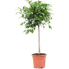 Ficus microcarpa ‘Nitida’