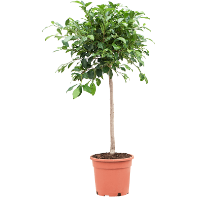 Растение горшечное Фикус/Ficus microcarpa ‘Nitida’