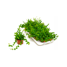 Ficus pumila (repens) 'Green Sunny' 12/tray