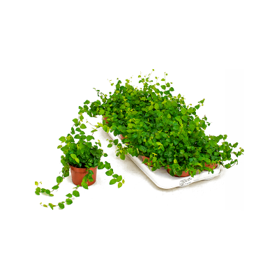Растение горшечное Фикус/Ficus pumila (repens) 'Green Sunny' 12/tray