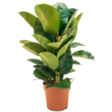 Ficus elastica 'Robusta'