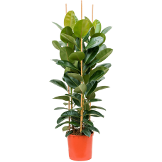 Ficus elastica 'Robusta'