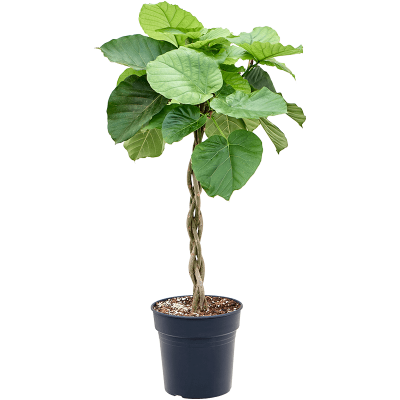 Растение горшечное Фикус/Ficus umbellata