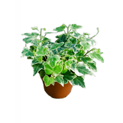 Растение горшечное Хедера/Hedera helix 'White Wonder' 21/tray