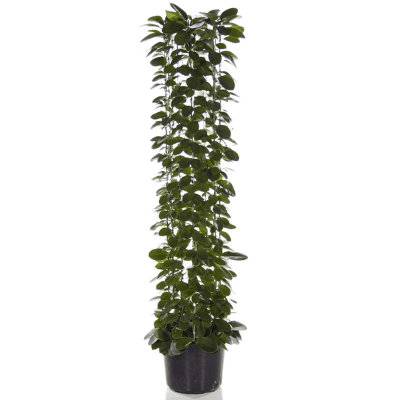 Растение горшечное Хойя/Hoya australis