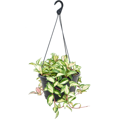 Растение горшечное Хойя/Hoya carnosa 'Tricolor'
