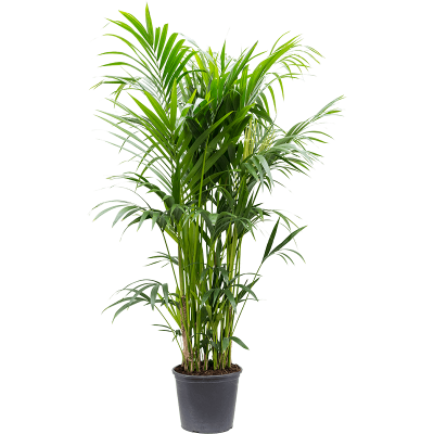 Растение горшечное Кентия/Kentia (Howea) forsteriana