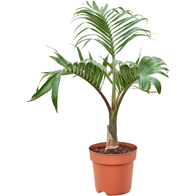 Растение горшечное Гиофорба/Hyophorbe lagenicaulis