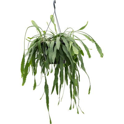 Растение горшечное Леписмиум/Lepismium houlletianum