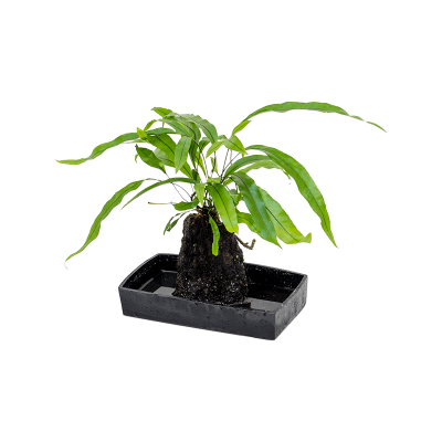 Растение горшечное Микросорум/Lova microsorum diversifolium