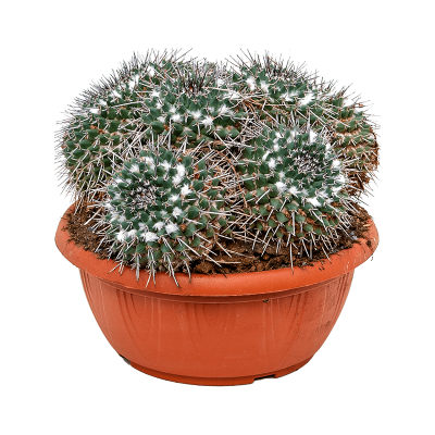 Растение горшечное Маммиллярия/Mammillaria compressa