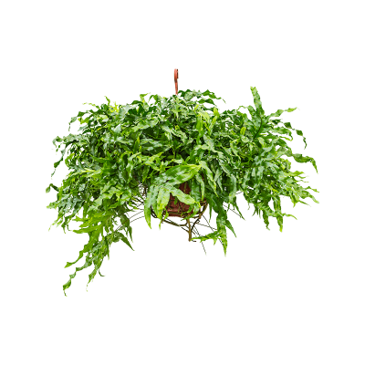 Растение горшечное Микросорум/Microsorum diversifolium