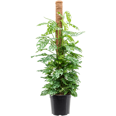 Растение горшечное Монстера/Monstera adansonii