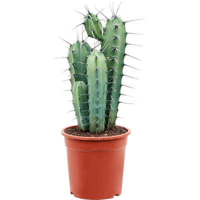Растение горшечное Миртиллокактус/Myrtillocactus geometrizans (50-70)